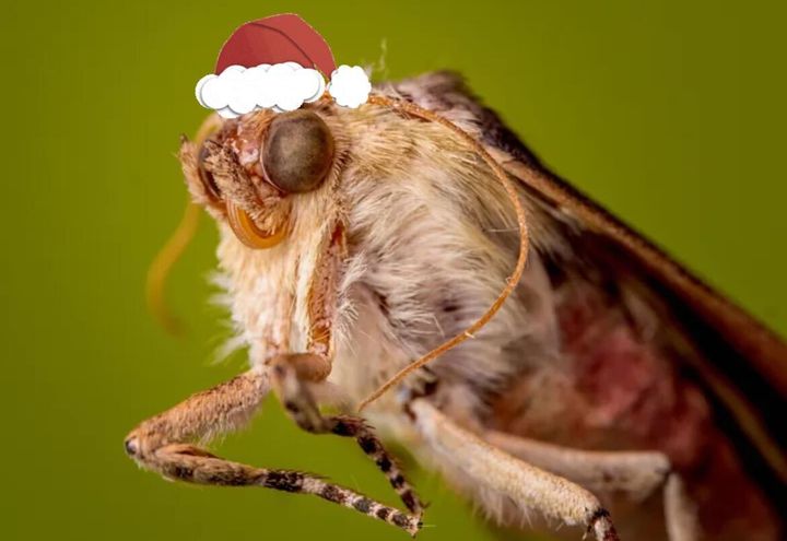 Santa Moth is coming to townnnnnn