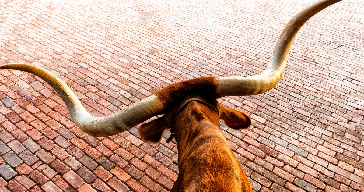 NextImg:Escaped Bull In New Jersey Causes 45-Minute Train Delays