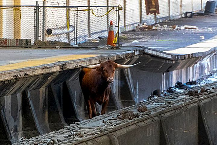 ニューアークのペン駅の線路でたたずむ雄牛（2023年12月14日）