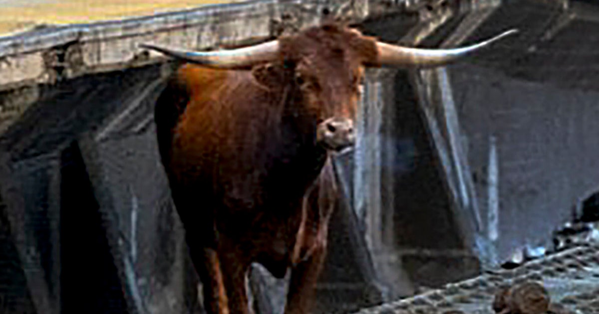 NextImg:Escaped Bull 'Ricardo' Begins New Life After Snarling NJ Train Travel