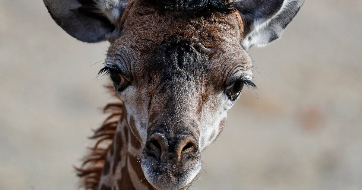 NextImg:Baby Giraffe Dies After Being 'Unexpectedly Startled' At North Carolina Zoo`