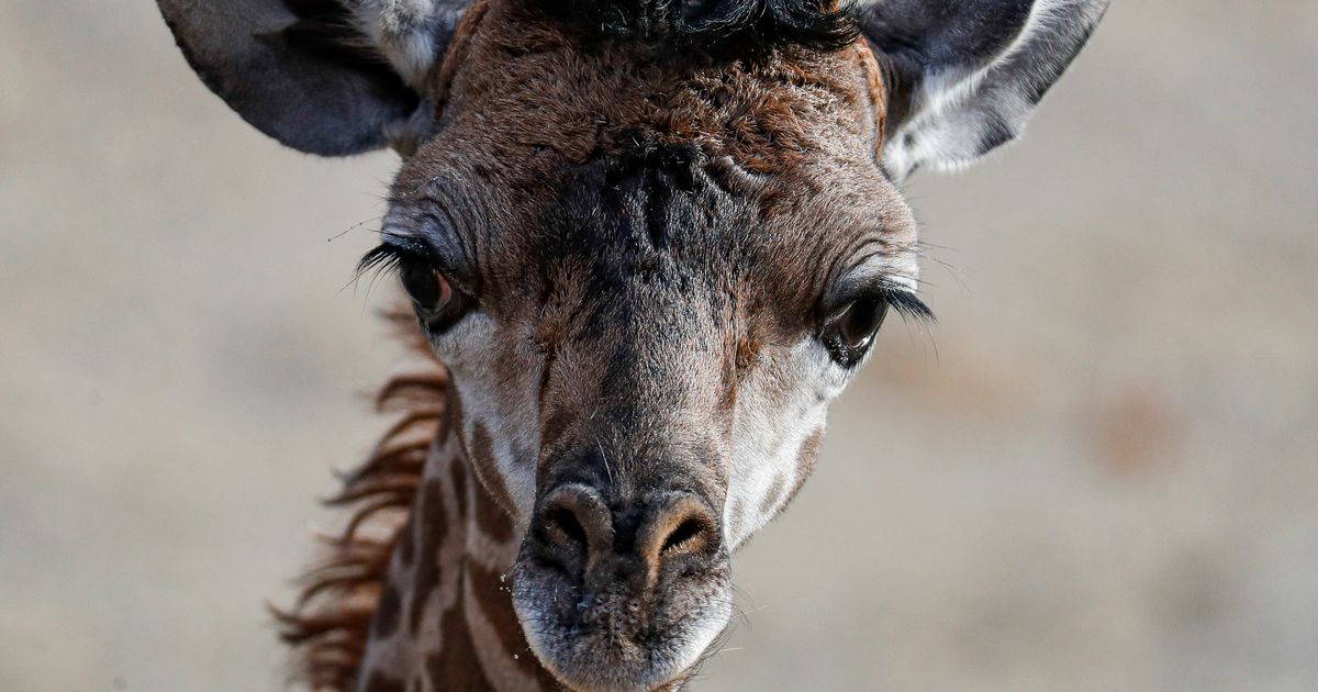 Baby Giraffe Dies After Being ‘Unexpectedly Startled’ At North Carolina Zoo`