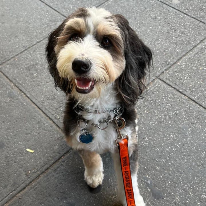 Winnie is Levy's mini bernedoodle and the star of her viral underwear TikTok.