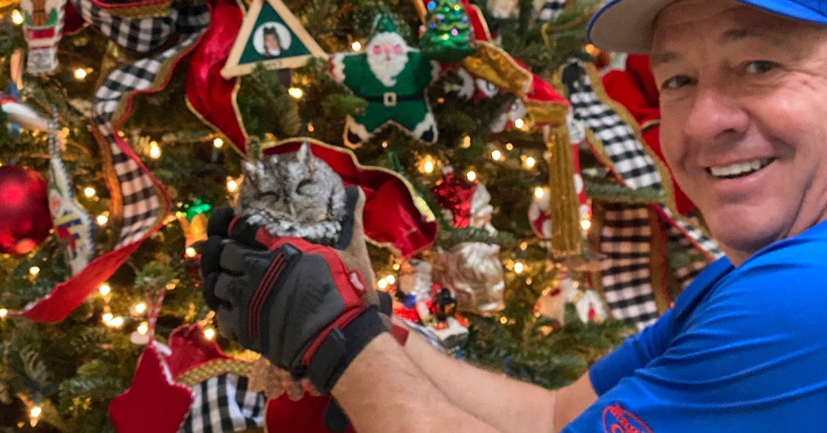 Kentucky Family Finds Baby Owl In Their Christmas Tree