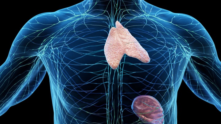 Lymphatic system including the spleen and thymus gland, illustration