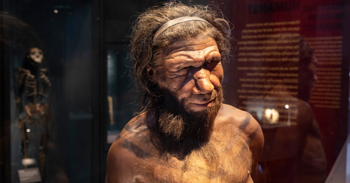 Not A Morning Person? Blame Neanderthals - Vimarsana News