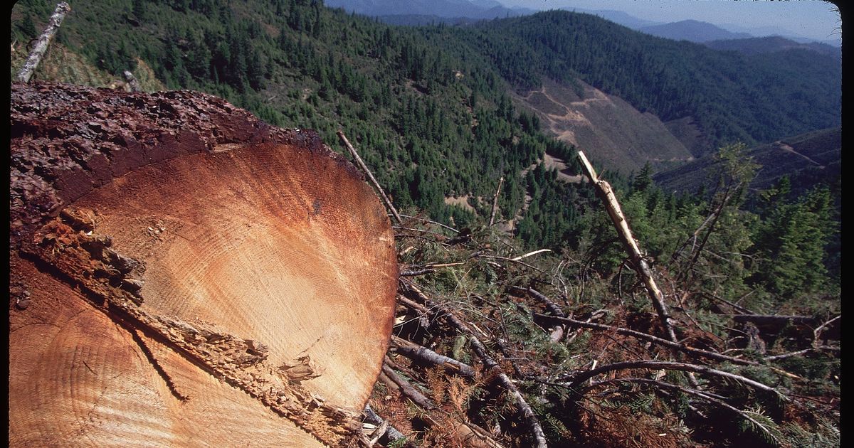 Biden Administration Finally Moves To Protect Remaining Old-Growth Forests From Logging