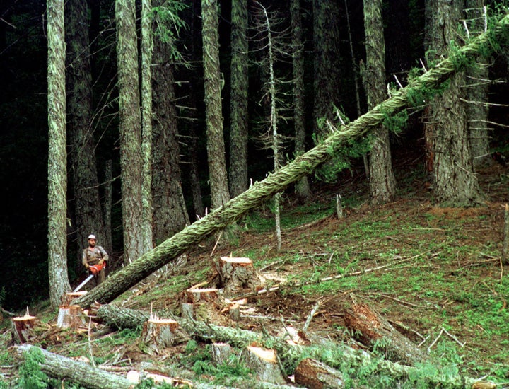 Un taglialegna abbatte un grande abete nella foresta nazionale di Umpqua, vicino a Oakridge, nell'Oregon.