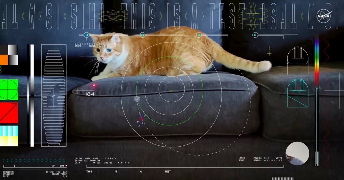 NextImg:NASA Sends Video From Space By Laser And Orange Tabby Cat Acts Accordingly