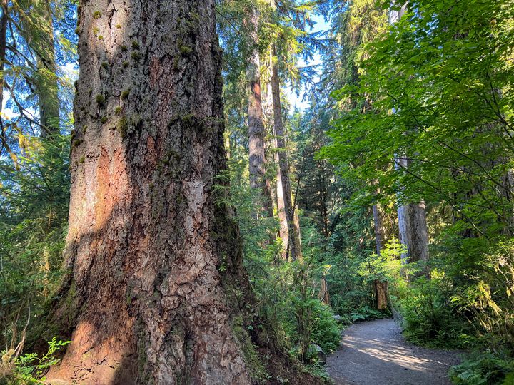 アメリカ・ワシントン州オリンピック国立公園の森林（2022年6月23日）