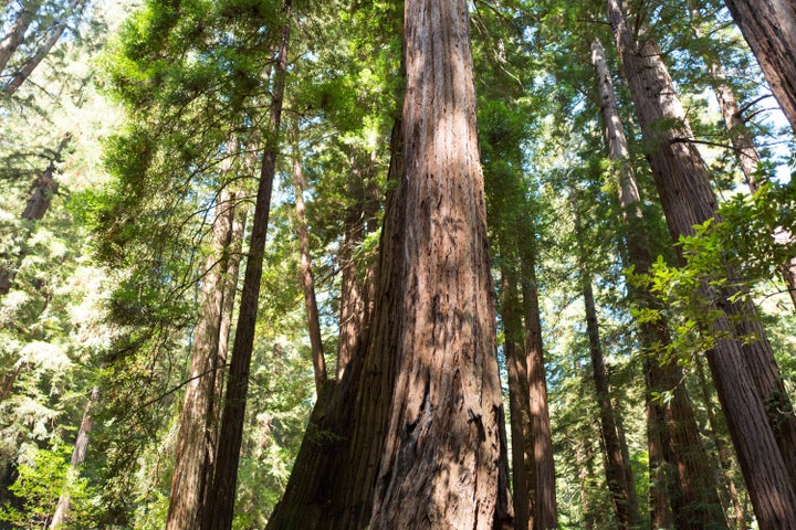 カリフォルニア州ミュアウッズ国定公園（2016年9月5日）