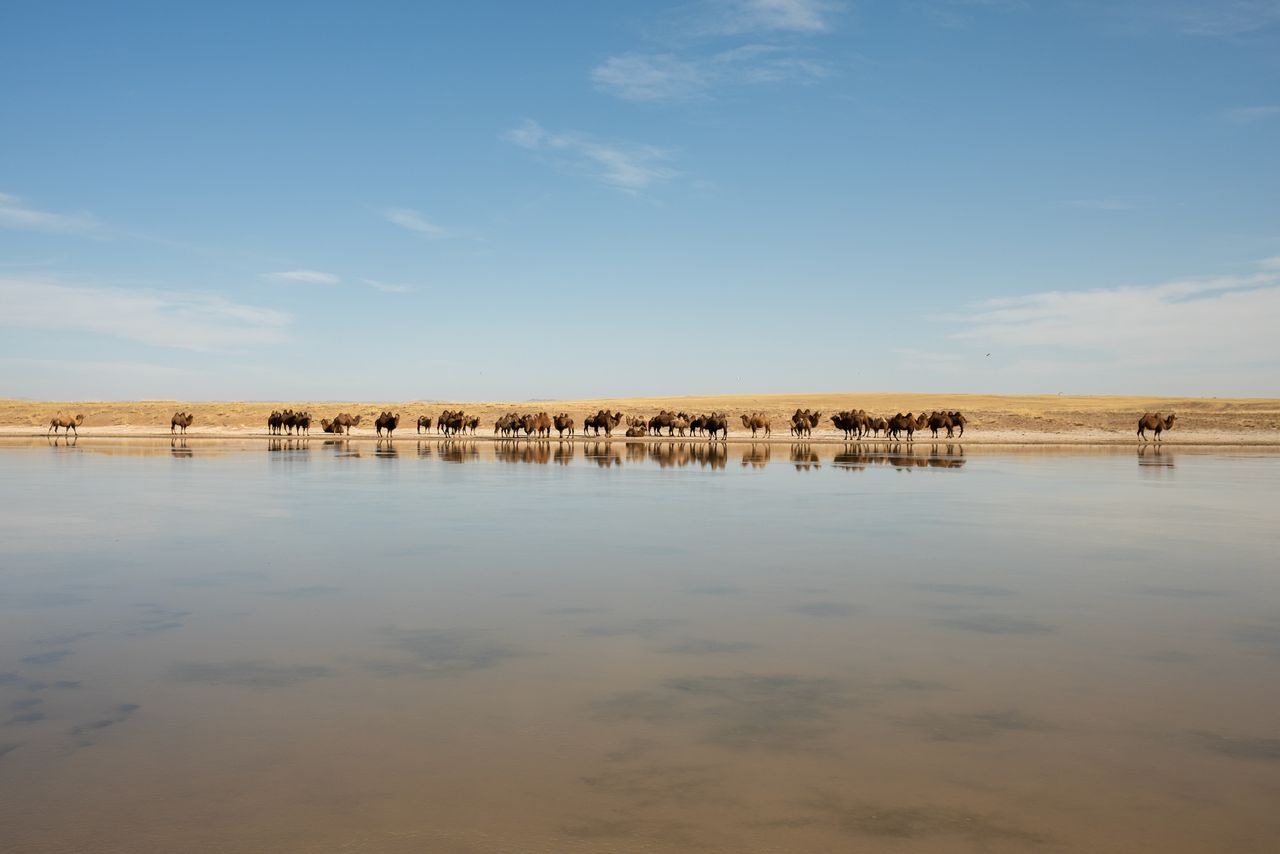 A herd of Bactrian camels drinks at a watering hole in between the main road leading into the provincial capital of Arvaikheer and the village of Sant in October.