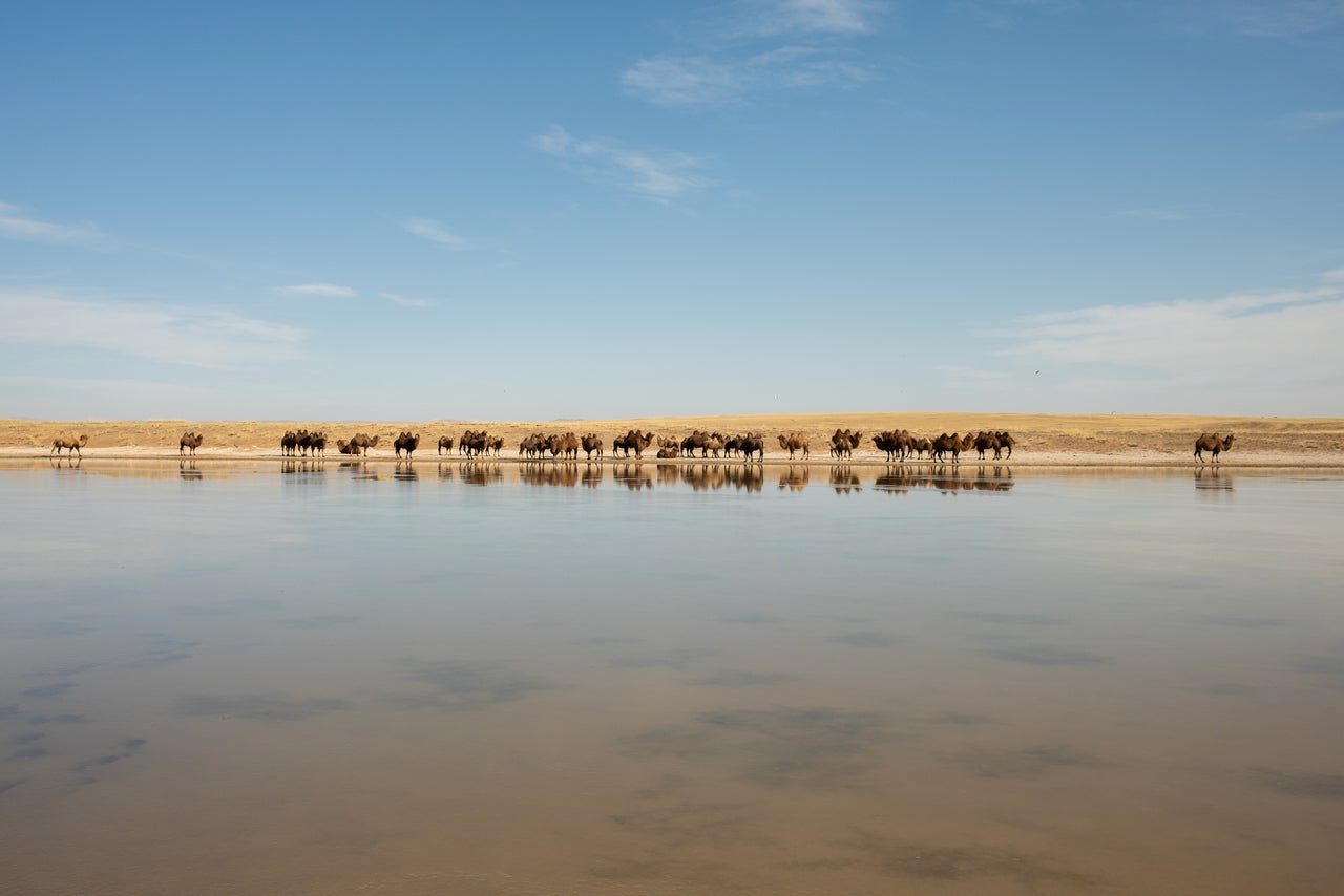 A herd of Bactrian camels drinks at a watering hole in between the main road leading into the provincial capital of Arvaikheer and the village of Sant in October.