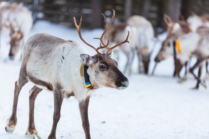 Yes, reindeers feature in this list.
