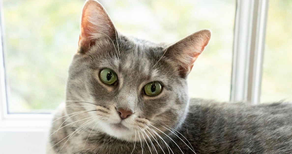 NextImg:Willow The Cat Hilariously Shows Off White House Decor