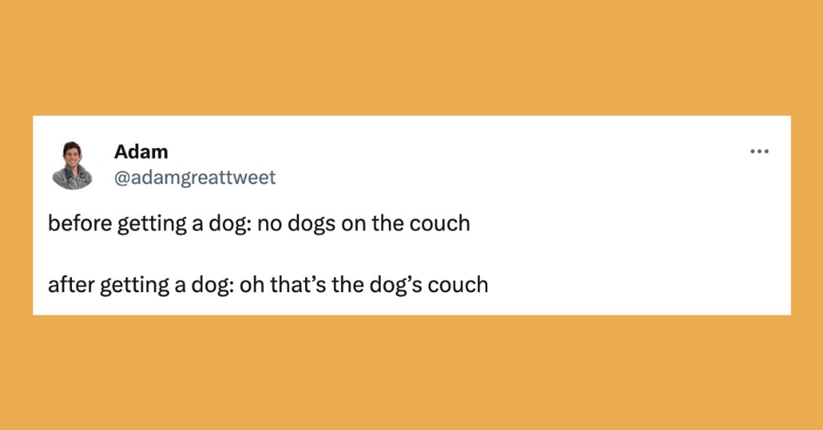 20 Of The Funniest Tweets About Cats And Dogs This Week (Dec.16-22)