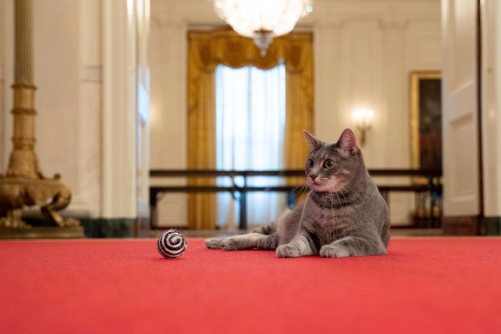 ホワイトハウスにやってきたバイデン家の猫ウィロー（2022年1月27日）