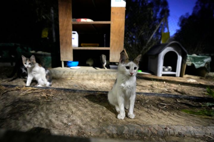 Γάτες σε ένα καταφύγιο στο κεντρικό γραμμικό πάρκο, στην Λευκωσία, Κύπρος, Τετάρτη 19 Ιουλίου 2023.