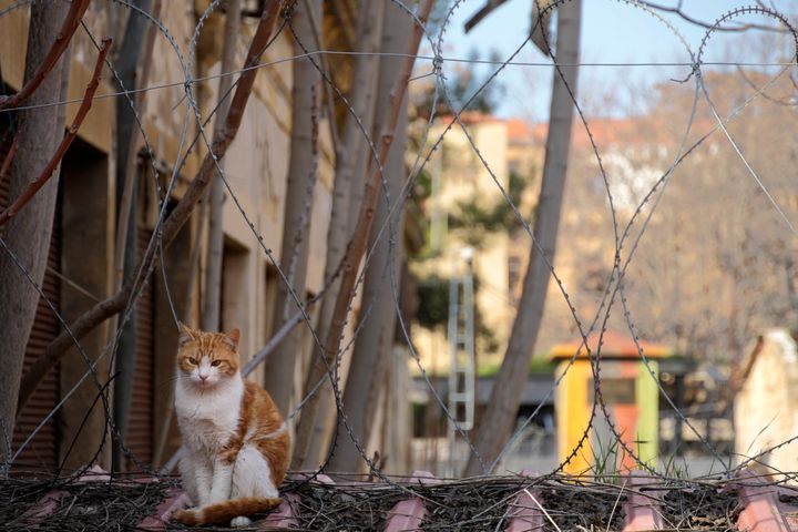 Μια γάτα κάθεται σε έναν τοίχο μπροστά από ένα συρματόπλεγμα που χωρίζει την πόλη της Λευκωσίας, σε ένα ελληνικό τμήμα και ένα άλλο κατεχόμενο από την Τουρκία τμήμα στο βάθος όπου φαίνεται ένα τουρκικό στρατιωτικό φυλάκιο, στη Λευκωσία της Κύπρου, Σάββατο 28 Ιανουαρίου 2023.
