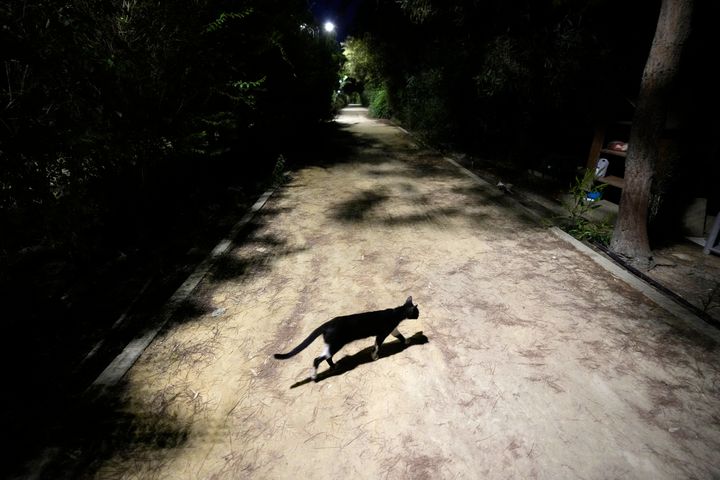 ΑΡΧΕΙΟ - Μια γάτα διασχίζει έναν πεζόδρομο στο κεντρικό γραμμικό πάρκο, στην πρωτεύουσα Λευκωσία, Κύπρος, στις 19 Ιουλίου 2023. Ο σύλλογος κτηνιάτρων της Κύπρου την Παρασκευή 4 Αυγούστου 2023 εξήρε την απόφαση της κυβέρνησης να επιτρέψει τη χρήση του αποθέματος φαρμάκων για τον ανθρώπινο κορονoϊό σε γάτες για την καταπολέμηση μιας τοπικής μετάλλαξης ενός αιλουροειδούς ιού που έχει σκοτώσει χιλιάδες ζώα στο νησί της Μεσογείου.