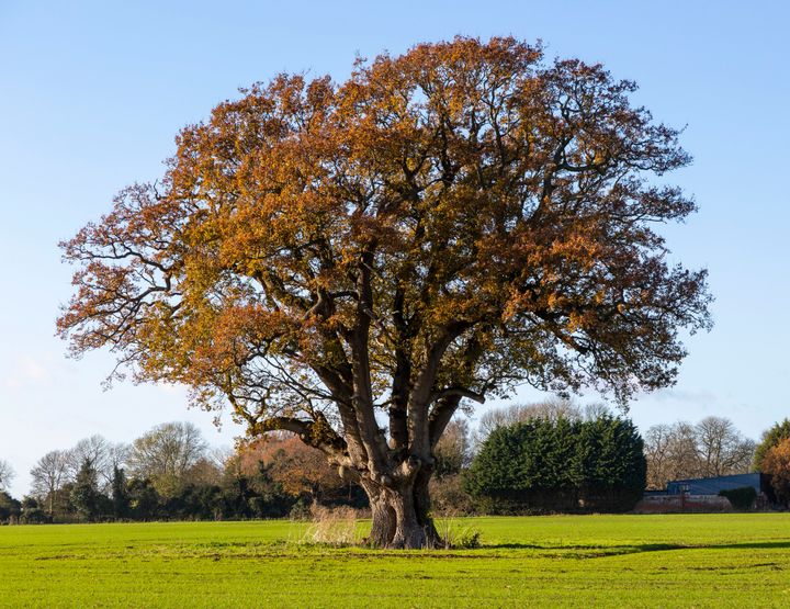 Large mature English oak tree, Quercus Robur