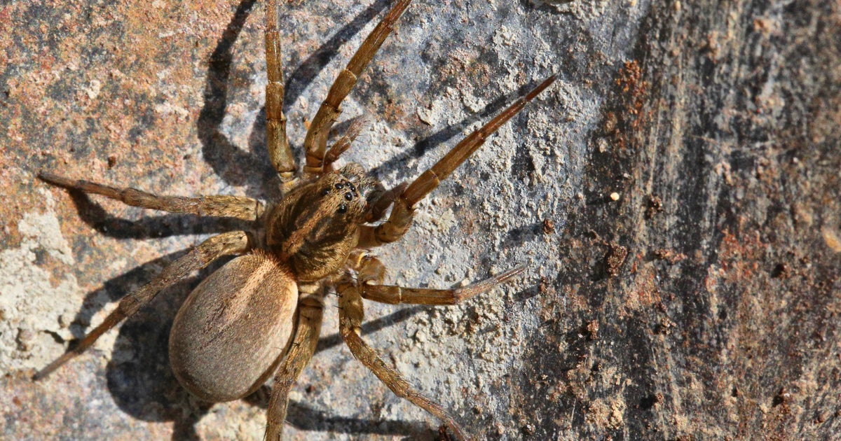 NextImg:Beauty Company Denies Its Body Butter Sold At Sephora Attracts Spiders