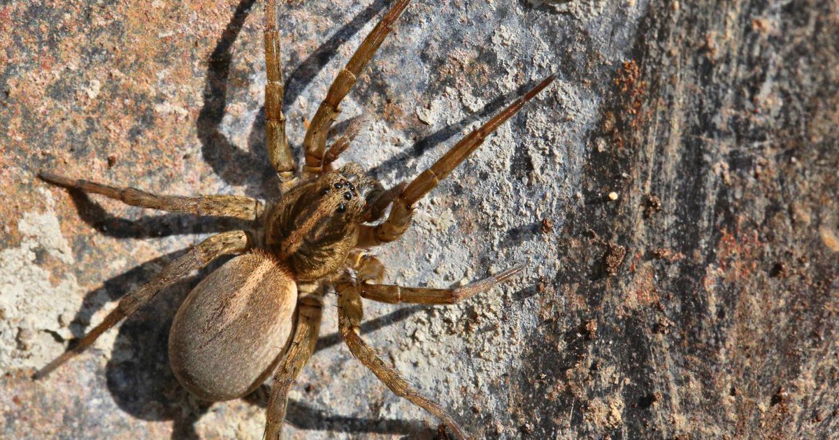 Beauty Company Denies Its Body Butter Sold At Sephora Attracts Spiders