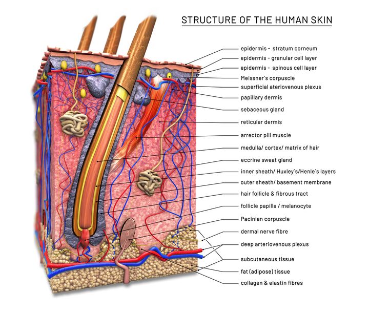 Collagen, seen here at the deepest layer of the skin, can be broken down by inflammation.
