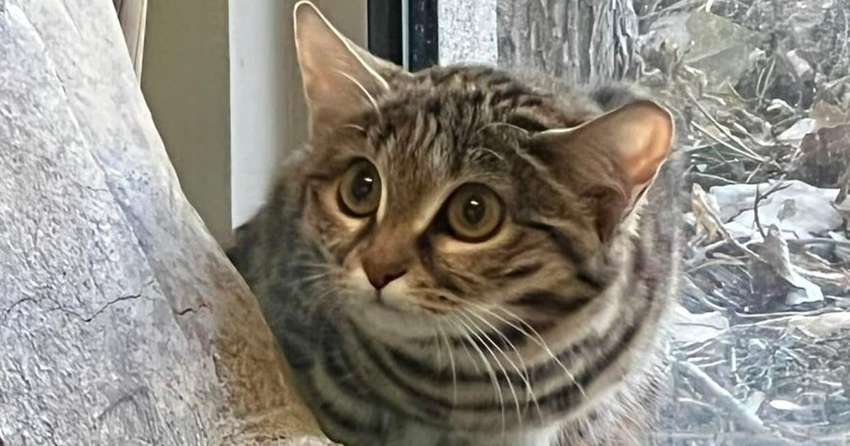 'Looks Can Be Deceiving': Utah Zoo Welcomes Tiny Cat That's One Of The World's Deadliest