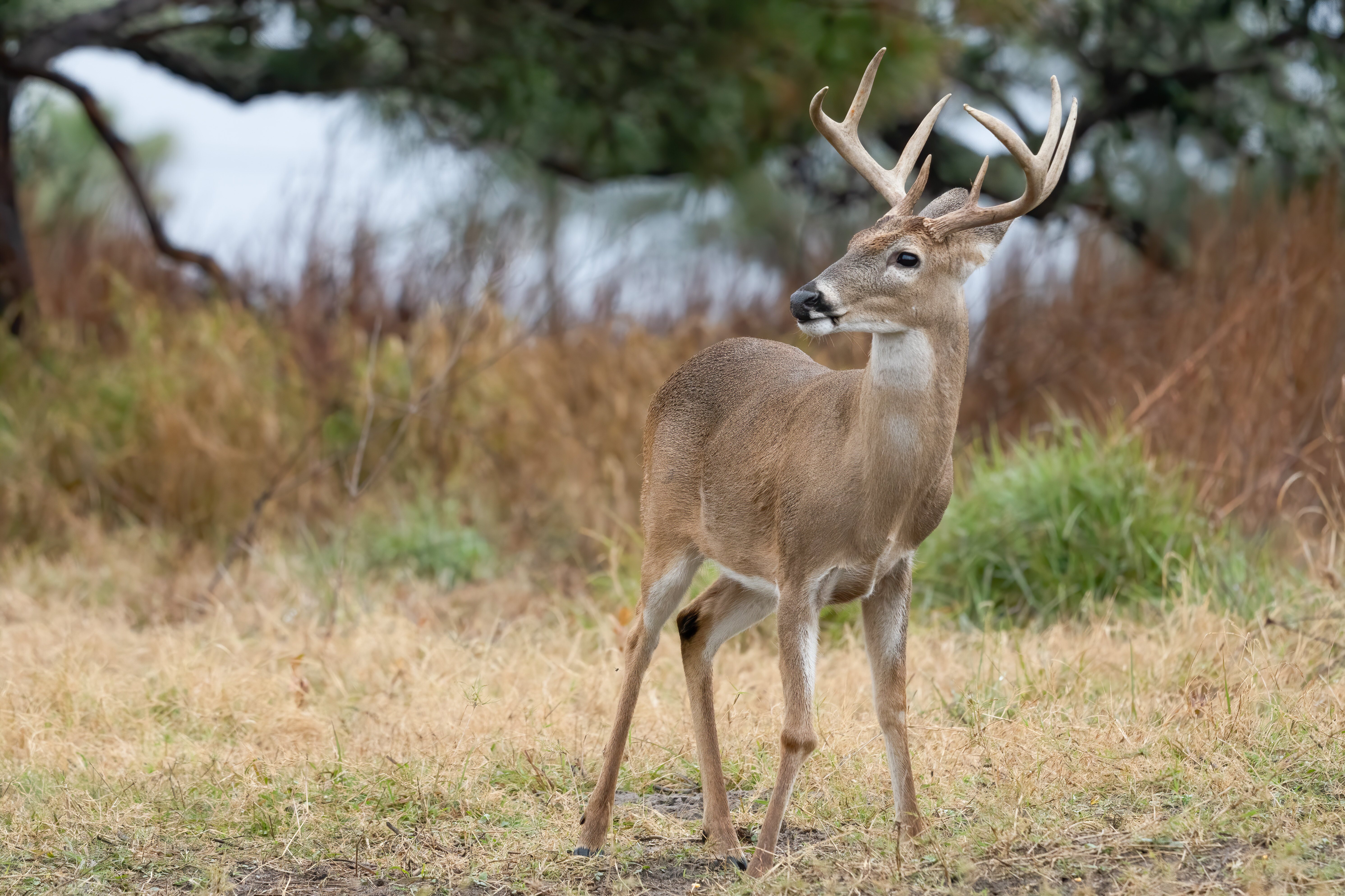 Whitetail Deer Population By State