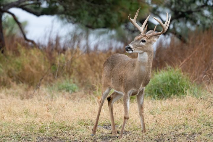 A buck whitetail deer, Odocoileus virginianus, stands near Goose Island State Park in Texas.