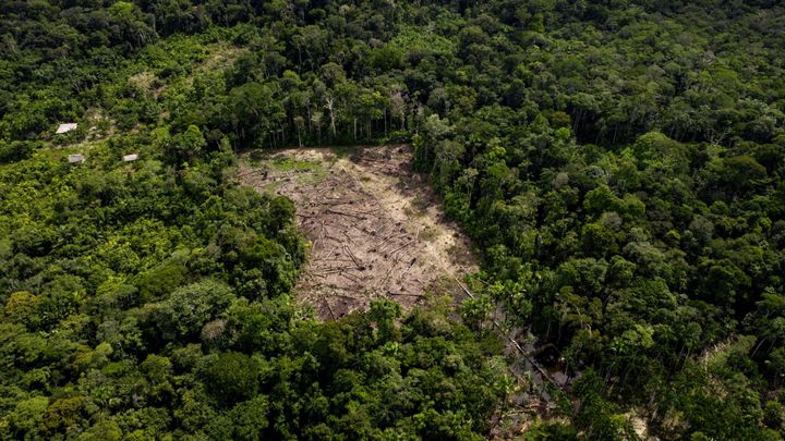 アマゾンでの森林伐採と生息地の破壊の様子