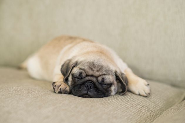 イメージ写真（記事中の犬とは関係がありません）