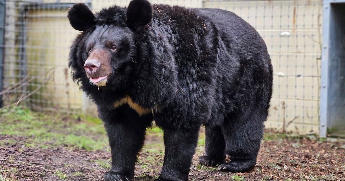 Bear Rescued From Ukraine Zoo Finds New Home In Scotland