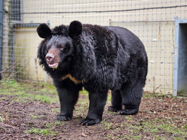 Yampil the bear arrives at his new home in Scotland after his rescue from harrowing circumstances at a bombed-out Ukraine zoo.