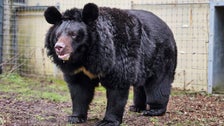 Bear Rescued From Bombed-Out Ukraine Zoo Finds New Home In Scotland Bear Rescued From Bombed-Out Ukraine Zoo Finds New Home In Scotland