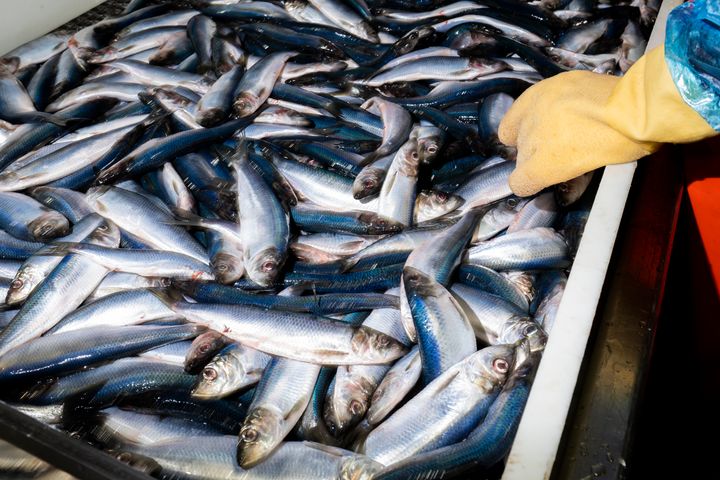 Two herring fishing boat operators brought the lawsuits that could bring down the Supreme Court's 40-year-old precedent governing judicial review of agency regulations.