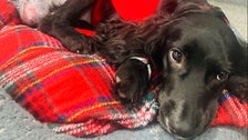 6-Legged Spaniel Has Extra Limbs Removed 6-Legged Spaniel Has Extra Limbs Removed