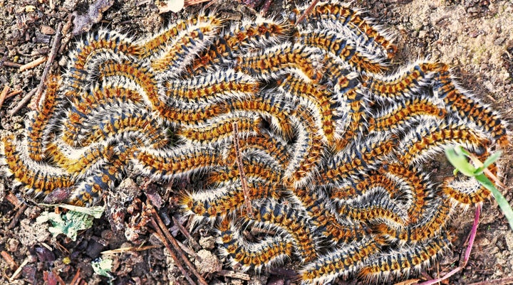 Pine processionary caterpillars