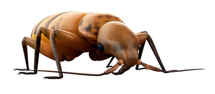 Bed bug (Cimex sp.), illustration.