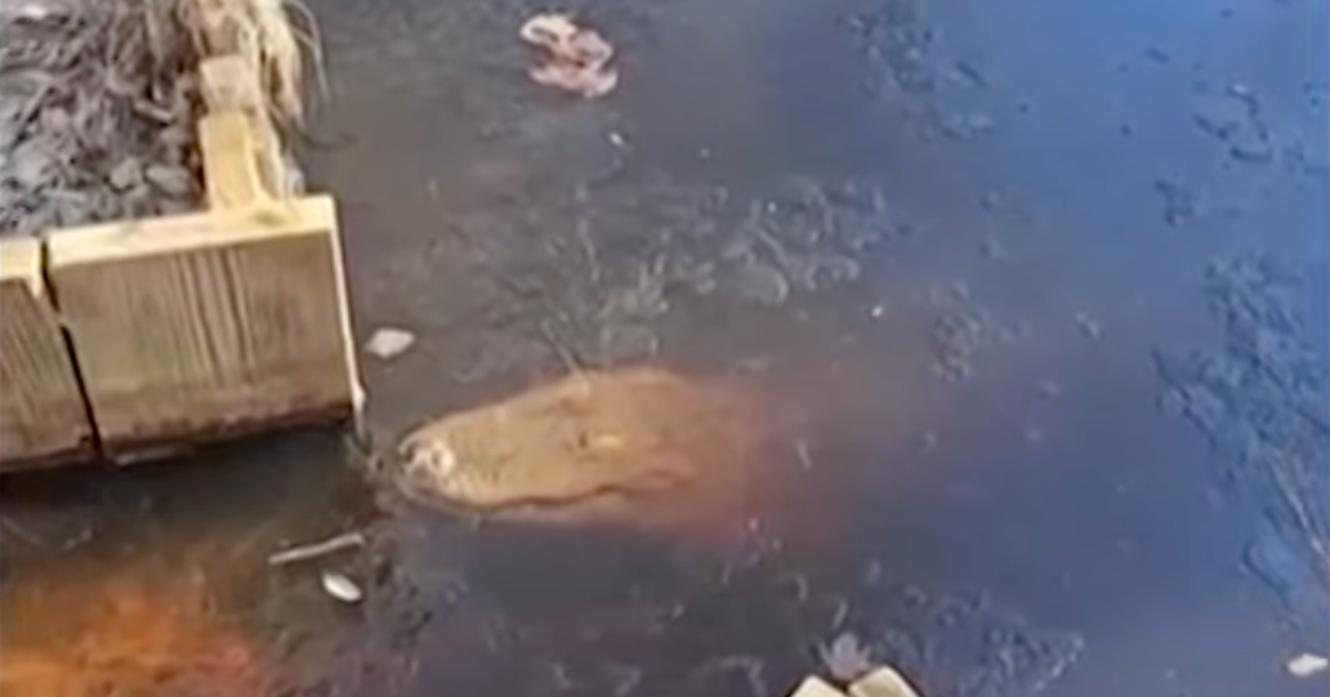 NextImg:North Carolina Gators Show Off Their Secret To Surviving Icy Weather