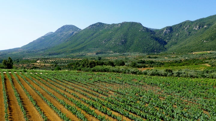 Navarino Wineyards, aerial photo by Orfeas Kalafatis