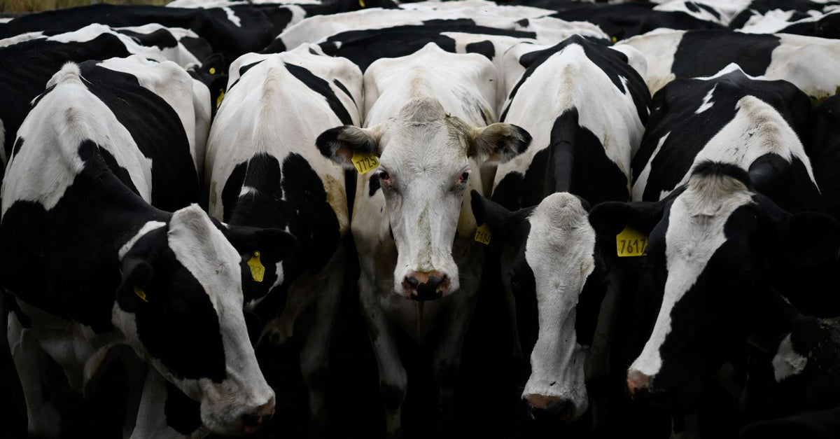 Republican Fancies Himself An Abortion Expert Because He's A Veterinarian