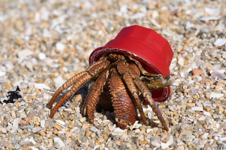 hermit crab