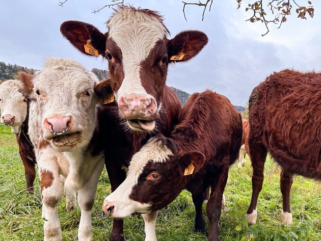 Canada wanted Britain to relax its ban on hormone-treated beef.