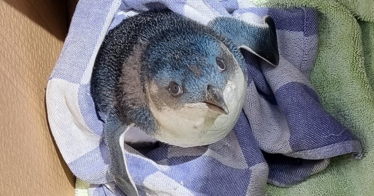 NextImg:'Feisty' Penguin Rescued After Causing Delay At New Zealand Airport