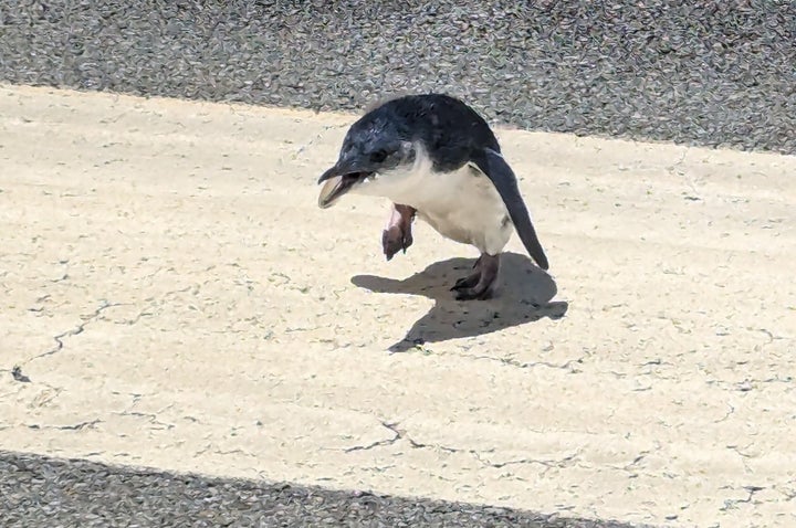 The penguin was in a "less-than-impressed mood" after being found on the scorching tarmac.