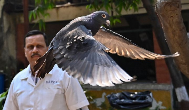 A pigeon that was captured eight months back near a port after being suspected to be a Chinese spy, is released at a vet hospital in Mumbai, India, Tuesday, Jan.30, 2024. (Anshuman Poyrekar/Hindustan Times via AP)
