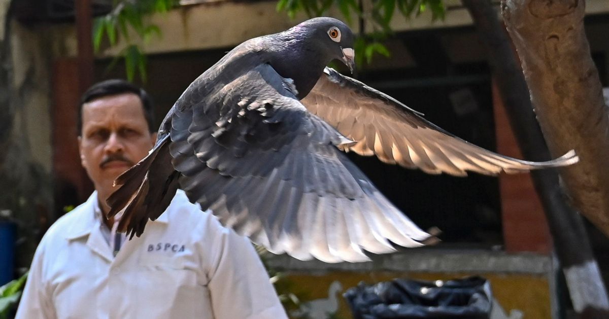 Pigeon Suspected Of Being Chinese language Cleared By Indian Police