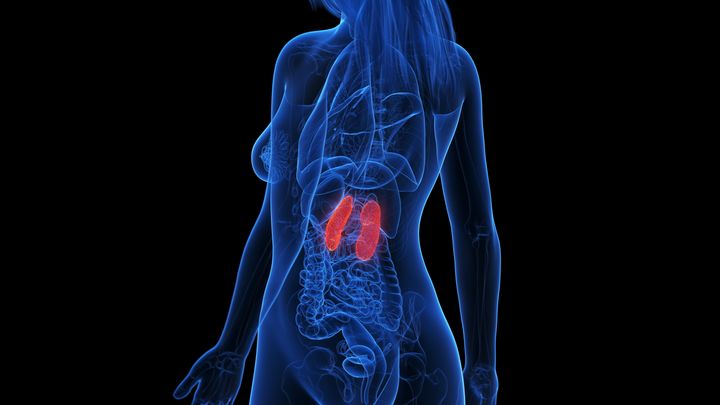 Inflamed kidneys, illustration